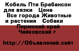 Кобель Пти Брабансон для вязки › Цена ­ 30 000 - Все города Животные и растения » Собаки   . Пермский край,Чайковский г.